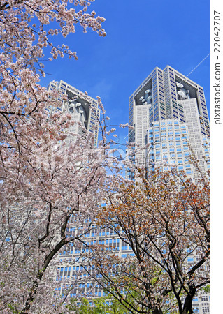 Cherry Blossoms 22042707