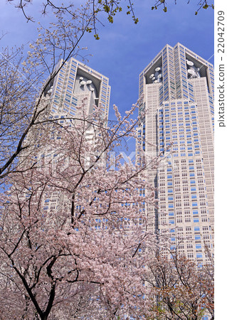 Cherry Blossoms Cherry Blossoms 22042709