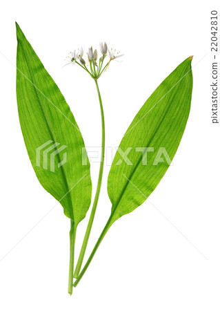 Wild garlic Wild garlic 22042810