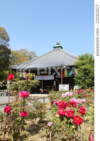 Otomotori Temple and Peony Otomotori Temple and Peony 22042817
