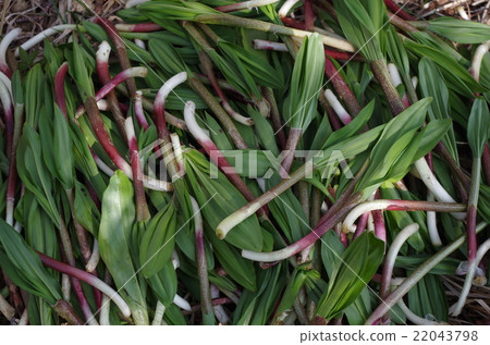 Gyeongjinnik Gyeongjinnik 22043798