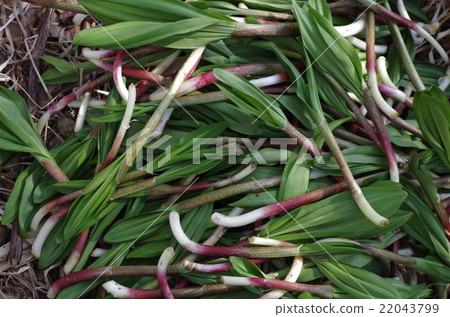 Gyeongjinnik 22043799