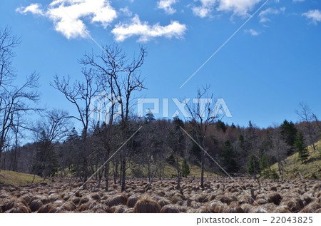 Yashira Yanji Yashira Yanji 22043825