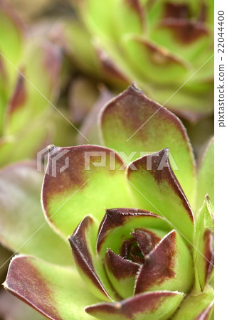 Flower type green beautiful succulent plants Flower type green beautiful succulent plants 22044400