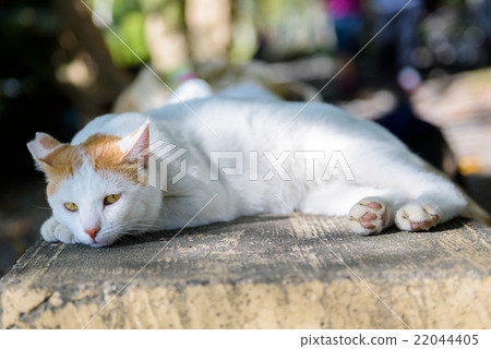 野貓 野貓 22044405