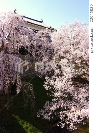 Sanada Maru Motoshiro Spring Shinshu Ueda Castle(真田城堡) Sanada Maru Motoshiro Spring Shinshu Ueda Castle(真田城堡) 22045029