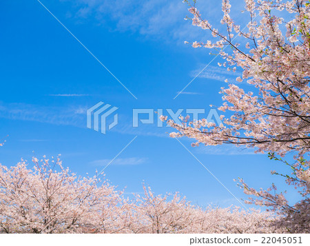  Cherry blossoms and blue sky 22045051