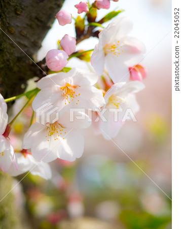 Cherry Blossoms	 22045052