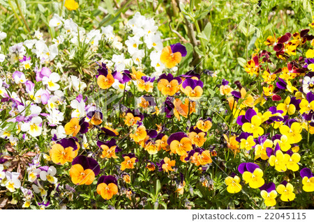 Pansy Pansy 22045115