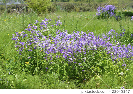 Murasakihanana（紫色綠色花） 22045347