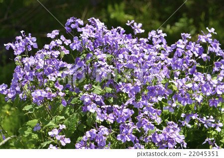 Murasakihanana (purple green flowers) 22045351