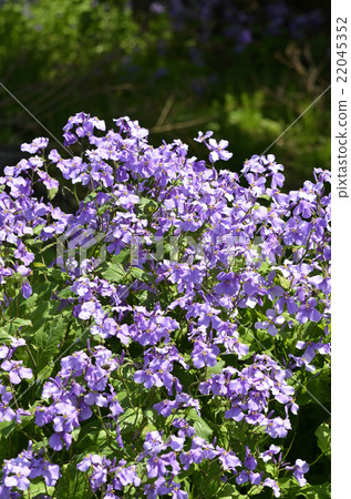 Murasakihanana (purple green flowers) 22045352