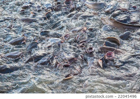Soft and blur striped catfish in the river Soft and blur striped catfish in the river 22045496