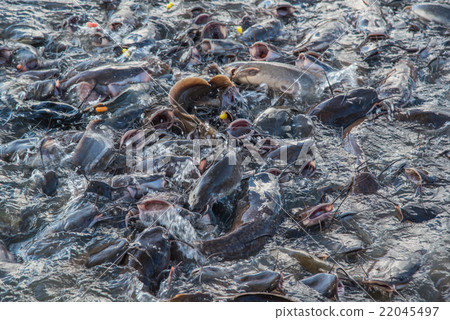 Soft and blur striped catfish in the river Soft and blur striped catfish in the river 22045497