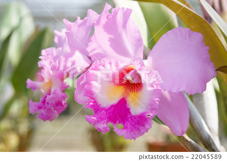 Violet cattleya orchid flower 22045589