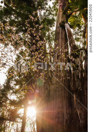 Ohmusubi cherry tree 22045608