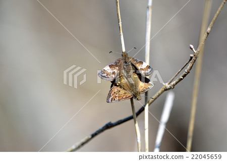 Miyama Seséli mating 22045659