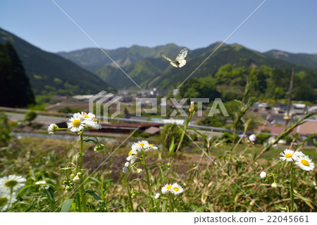 在Ustba扇貝的新鮮的綠色satoyama飛行 22045661