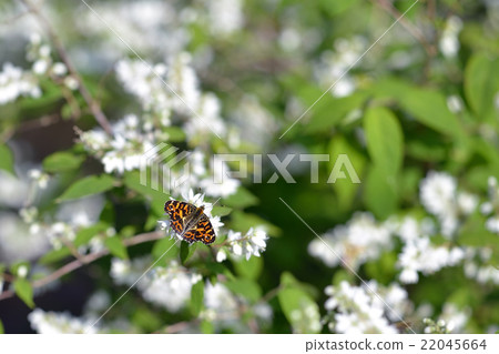Saka Hachocho cho 'spring beaked' in Mitsuba butsugi 22045664