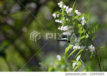 Aesugegeha with milk at Mitsubautsugi 22045665