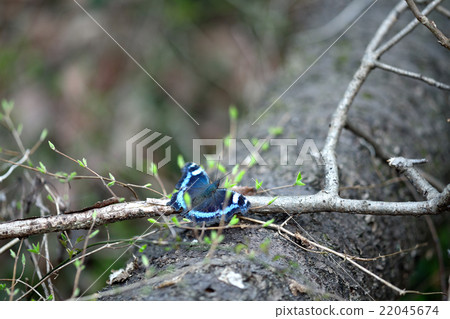 Overwintering Ruritateha and budding 22045674