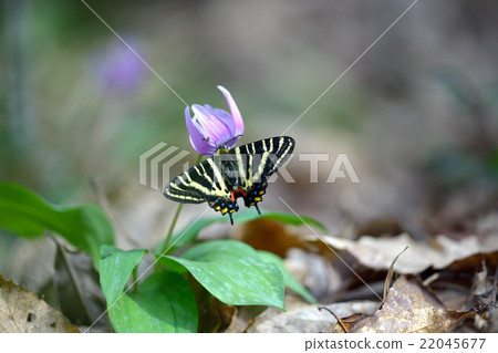 蜜蜂穿著gibberan蝴蝶 22045677