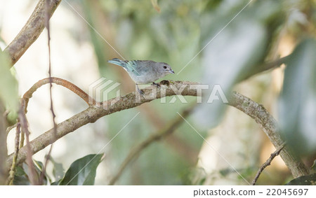 Blue Bird Blue Bird 22045697