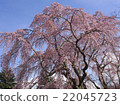 櫻花盛開 22045723