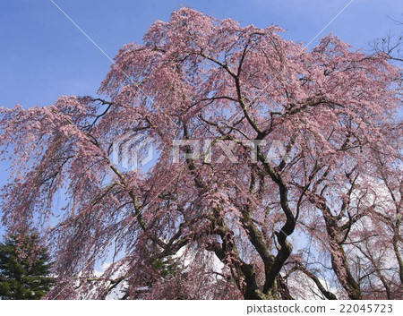 櫻花盛開 22045723