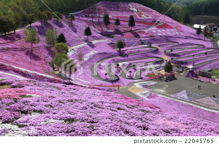 Moss phlox Moss phlox 22045765