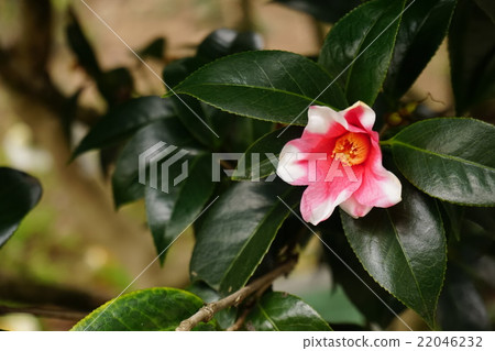 山茶花 22046232
