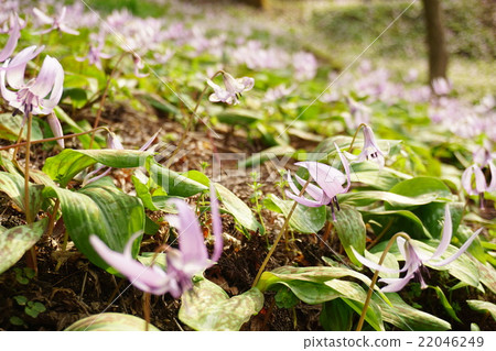 Katakuri flowers 22046249