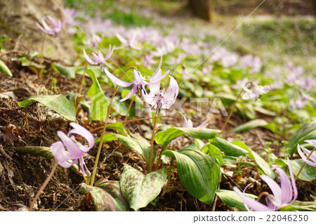 Katakuri flowers 22046250