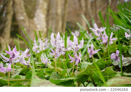 Katakuri花 22046268