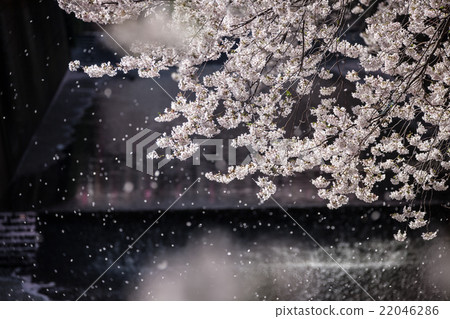Cherry blossoms of Meguro River Cherry blossoms of Meguro River 22046286