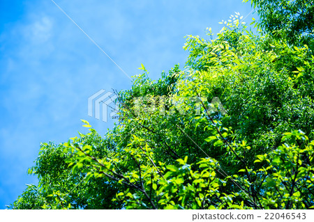 天空和新綠色春天天空白色雲彩和藍天背景材料拷貝空間字符空間積雲重疊圖像 天空和新綠色春天天空白色雲彩和藍天背景材料拷貝空間字符空間積雲重疊圖像 22046543