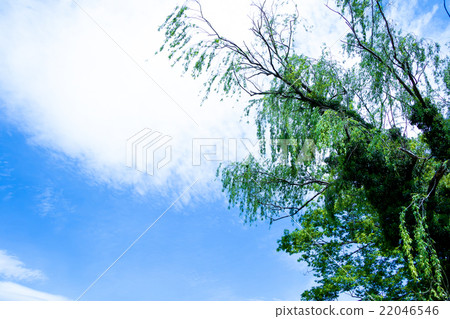 Sky and fresh green spring sky white cloud and blue sky background material copy space character space cumulus overlap image Sky and fresh green spring sky white cloud and blue sky background material copy space character space cumulus overlap image 22046546