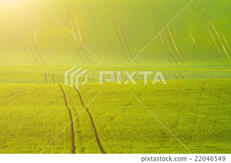 Green grass field background 22046549