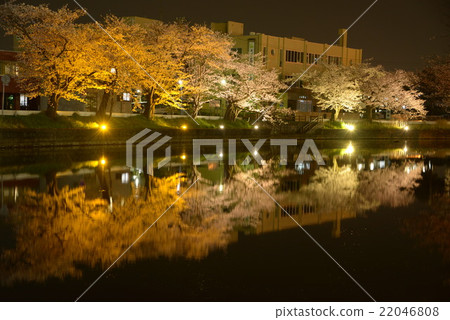 夜晚的櫻花 22046808