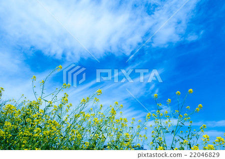 Sky and rape blossoms Spring sky White clouds and blue sky Background material Copy space Character space Cumulus cloud image Sky and rape blossoms Spring sky White clouds and blue sky Background material Copy space Character space Cumulus cloud image 22046829