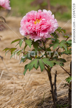 Button Button 22047219