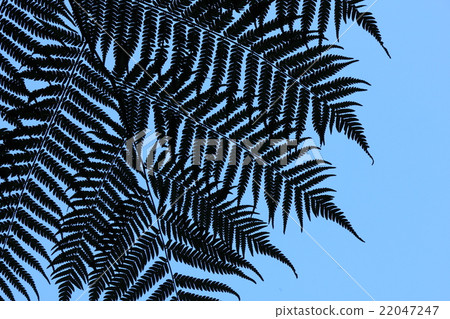 Detail of a fern tree in New Zealand 22047247