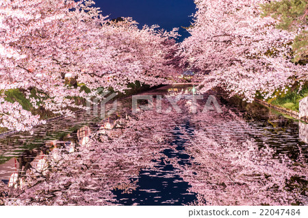 Sakura Urabori in Hirosaki Park 22047484
