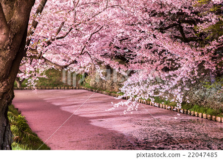 Sakura Ukihori花筏在弘前公園 照片素材 圖片 圖庫