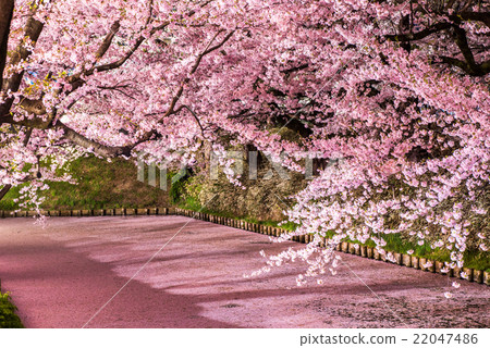 Sakura Ukihori flower raft in Hirosaki Park 22047486