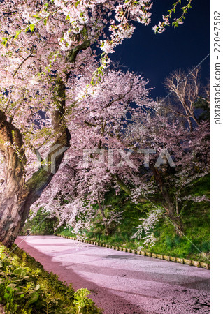Sakura Ukihori花筏在弘前公園 Sakura Ukihori花筏在弘前公園 22047582