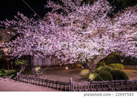 弘前公園日本最古老的吉野櫻花樹。 弘前公園日本最古老的吉野櫻花樹。 22047583