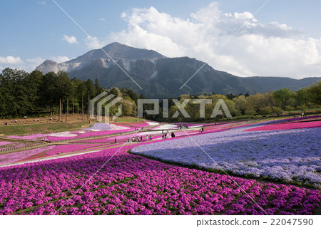Riyama Park Shiba Sakura no Oka 22047590