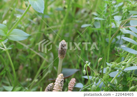 筑紫 筑紫 22048405