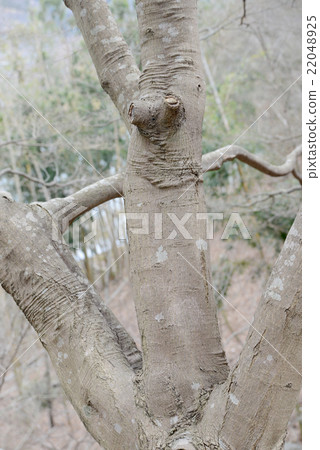 The power of nature The power of nature 22048925